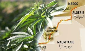 وكالة الأنباء الجزائرية تكشف ملف تهريب المخدرات في المغرب وتهديده الأمني