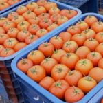 Sécurité sanitaire : La Russie et l&rsquo;Europe refoulent des produits agricoles marocains jugés « dangereux »