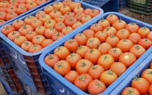 Sécurité sanitaire : La Russie et l&rsquo;Europe refoulent des produits agricoles marocains jugés « dangereux »
