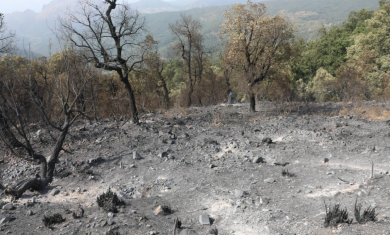 Fires across Jijel has extinguishes