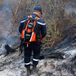 Algeria prioritizes natural recovery of forests hit by summer fires